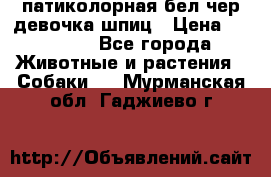 патиколорная бел/чер девочка шпиц › Цена ­ 15 000 - Все города Животные и растения » Собаки   . Мурманская обл.,Гаджиево г.